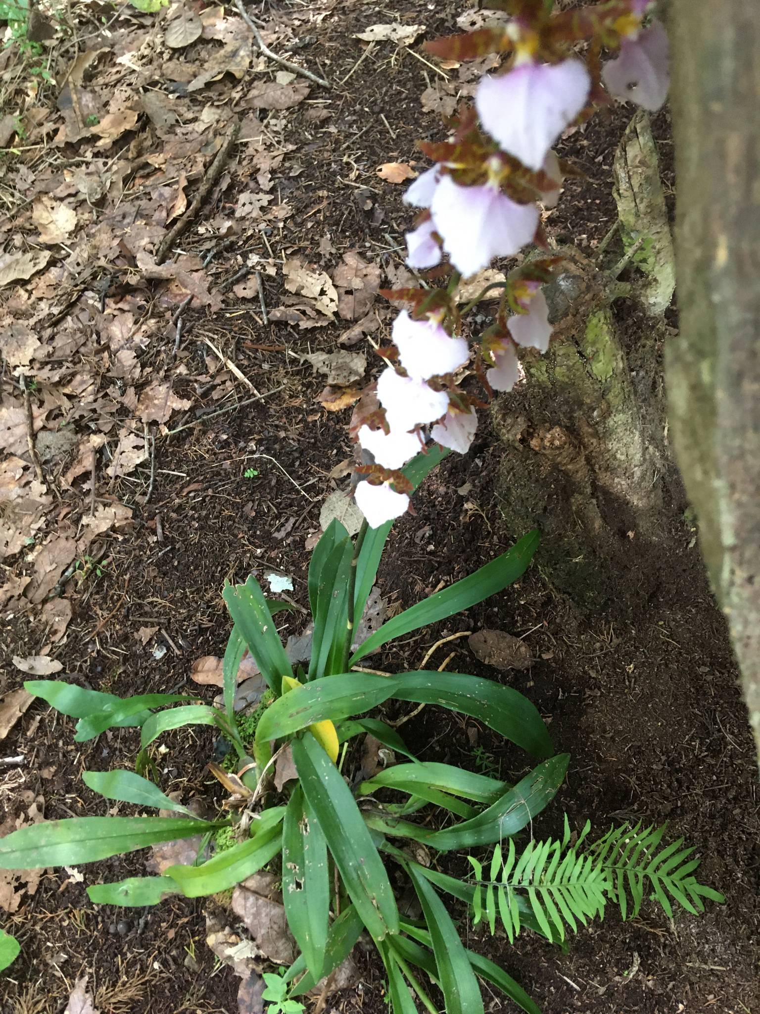 Rhynchostele bictoniensis